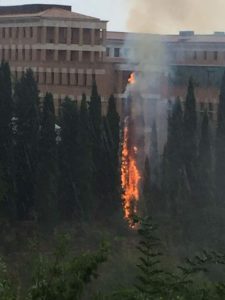 Fulmine su un albero, scoppia incendio