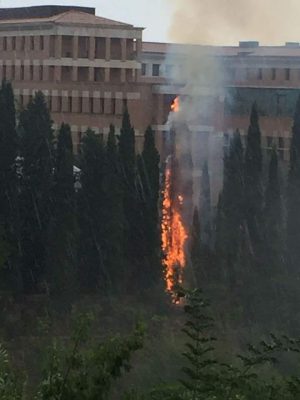 Fulmine su un albero, scoppia incendio