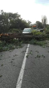 Staggia senese, crolla un grosso albero in strada