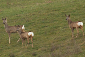 Sospeso abbattimento femmine e piccoli capriolo, Vivarelli: "E' sconcertante"