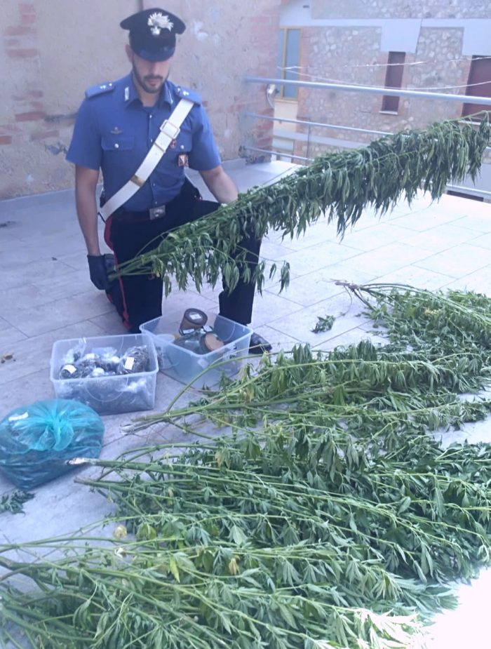 Coltiva marijuana in area boschiva. Arrestato 49enne