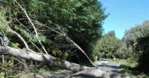 Albero crolla in strada e sfiora auto in transito