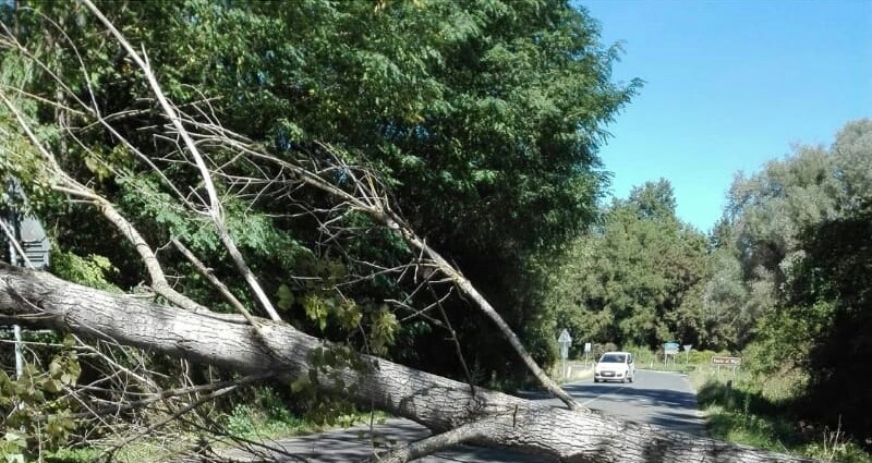 Albero crolla in strada e sfiora auto in transito