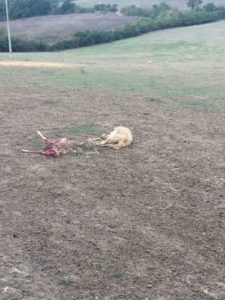Gli ambientalisti non credono alla stage delle pecore a Radi: esposto alla Procura di Siena