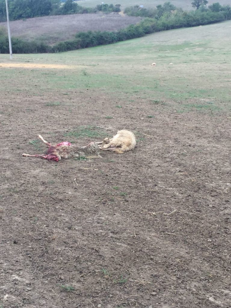 Attacco dei lupi all'azienda Sanna. Coldiretti: "Indignati, politica tutela i predatori"