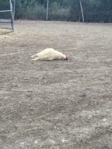 Esposto animalisti su strage di pecore, Coldiretti: "Sciacallaggio"