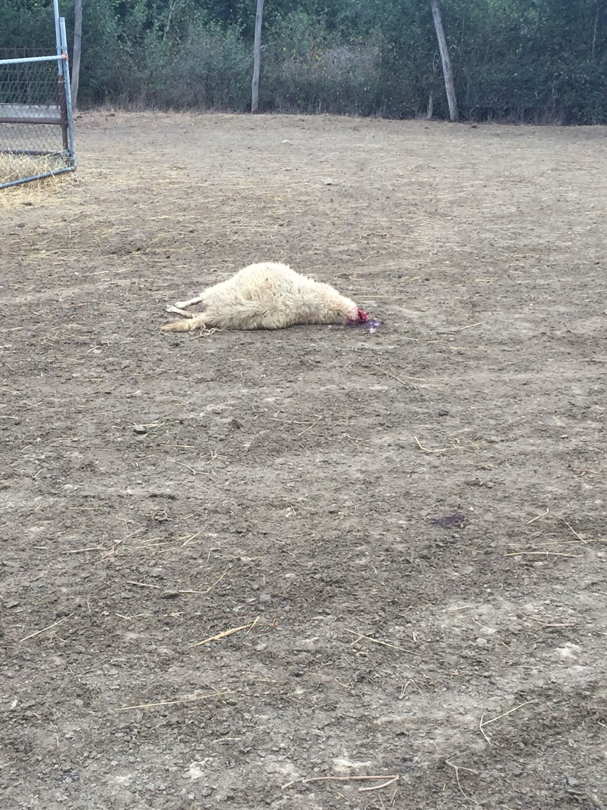 Esposto animalisti su strage di pecore, Coldiretti: "Sciacallaggio"