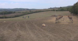 Allerta Lupi, la Regione aspetta un cenno dal Governo per procedere agli abbattimenti