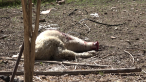 Lupi, nuova strage di pecore nel senese - FOTO