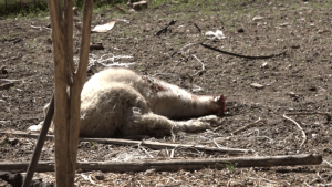 Lupi, l'allarme della Cia Siena: attacchi senza fine in Val d&rsquo;Orcia, allevatori esasperati pronti a chiudere