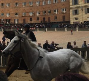 Post Prove, i cavalli che si sono fatti notare