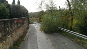 Maltempo, alberi crollano in strada a Montalbuccio (FOTO)