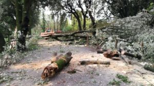Castello di Belcaro, strada chiusa: crollano piante secolari (FOTO)