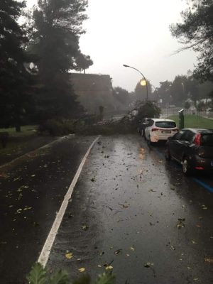Altri alberi crollati in viale Bracci e in viale Cadorna FOTO