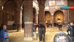 Prove regolamentate, ecco le batterie dei cavalli presenti in Piazza
