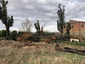 Tempesta di vento in zona Barontoli (FOTO)
