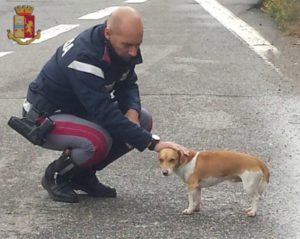 La Polizia Stradale salva un cane in pericolo sulla Siena-Bettolle