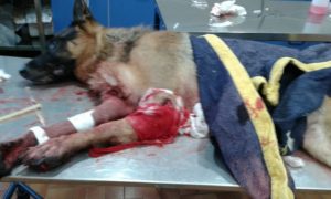 Spara e uccide un cane davanti casa del padrone