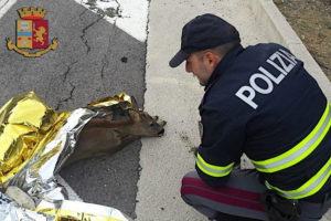 Capriolo investito sull'Autopalio viene salvato dalla Polizia Stradale