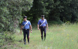 Carabinieri scoprono piantagione di marijuana nel bosco, due denunciati