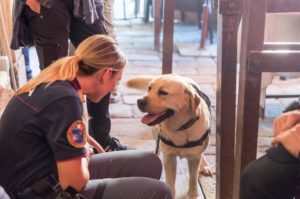 Il cane poliziotto Fester al lavoro con gli artificieri per la bonifica di palchi e bottini