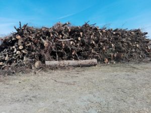 Ambientalisti: "Sponde senesi dei fiumi private della vegetazione riparia, ecco perch&egrave;"