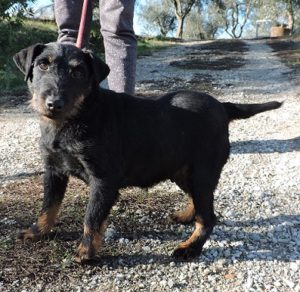 Il Comune cerca famiglia per una bellissima femmina di Jagdterrier