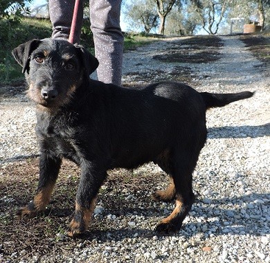 Il Comune cerca famiglia per una bellissima femmina di Jagdterrier