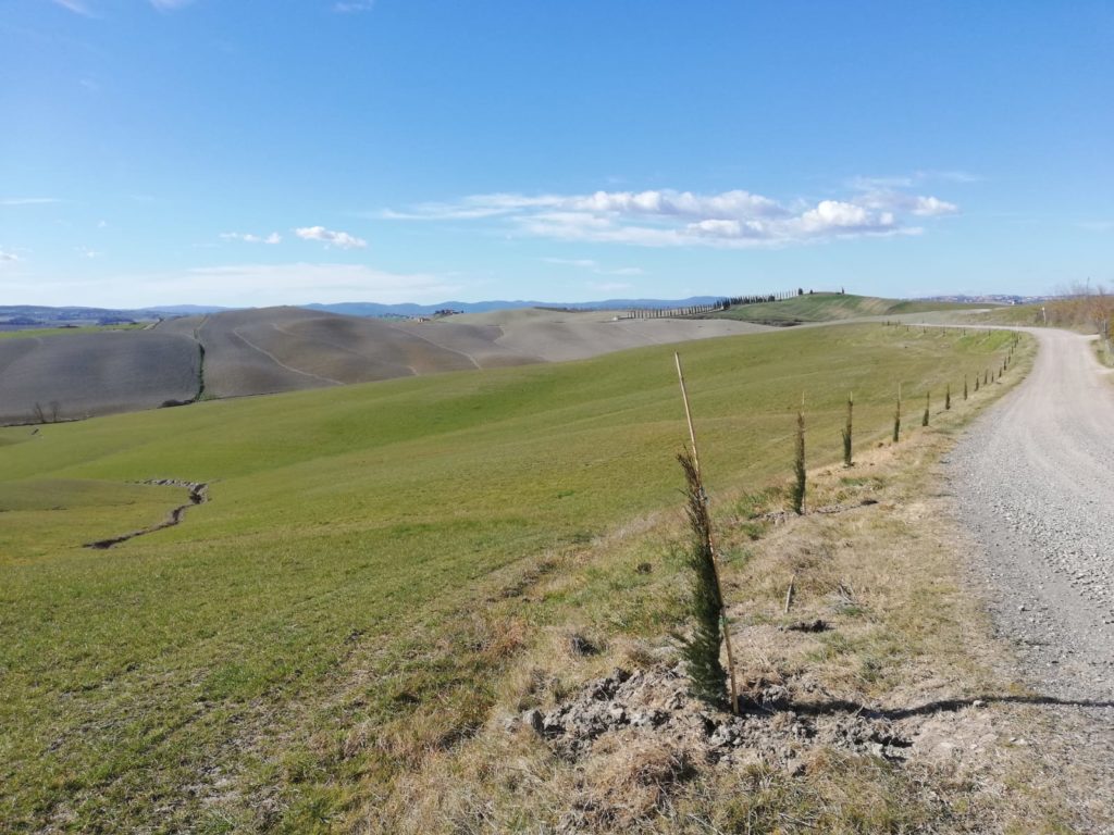 Rubati 10 cipressi che costeggiano la Via Francigena