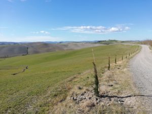 Rubati 10 cipressi che costeggiano la Via Francigena