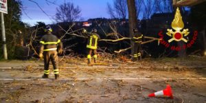 Pioppi pericolanti in zona Stazione, traffico deviato e disagi