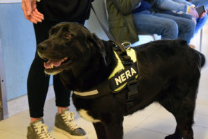 Pet Therapy in pediatria: il cane Nera d&agrave; il buongiorno ai piccoli pazienti delle Scotte- FOTO
