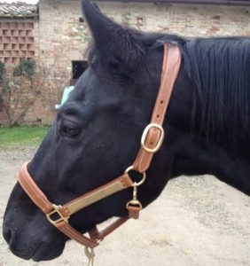 &Egrave; morto il cavallo Ivanov