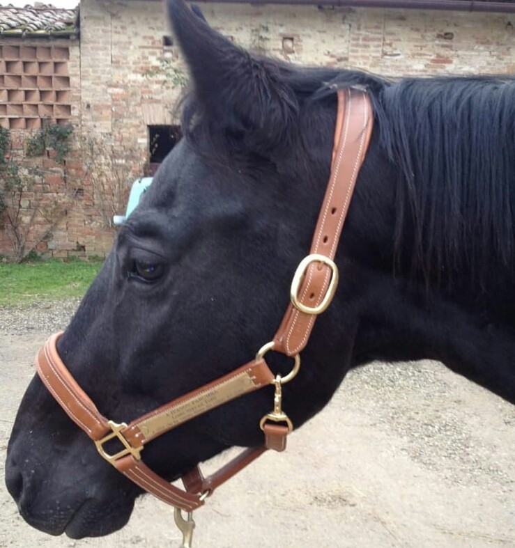 È morto il cavallo Ivanov