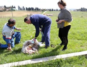 Ancora un assalto dei lupi a un gregge di pecore nel senese