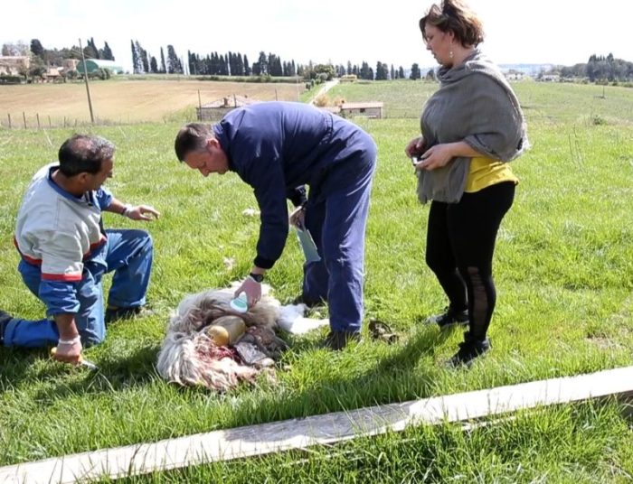 Ancora un assalto dei lupi a un gregge di pecore nel senese