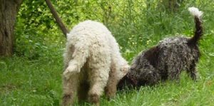 Siena, Giunta d&agrave; l'ok a progetto esecutivo per aree cani e riqualificazione degli spazi verdi