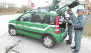 Forestale sequestra fabbricato abusivo a Monticiano: tre denunce
