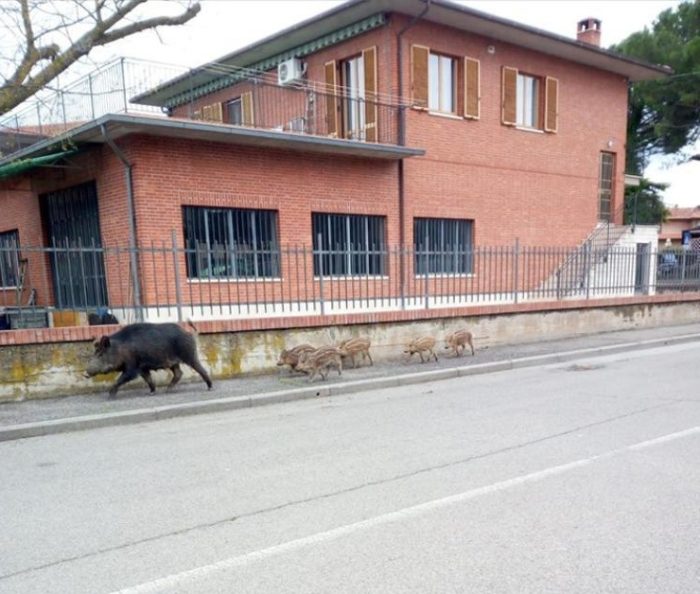Cinghiali in citt&agrave;, Fedagripesca: "Emendamento su abbattimenti passo importante"
