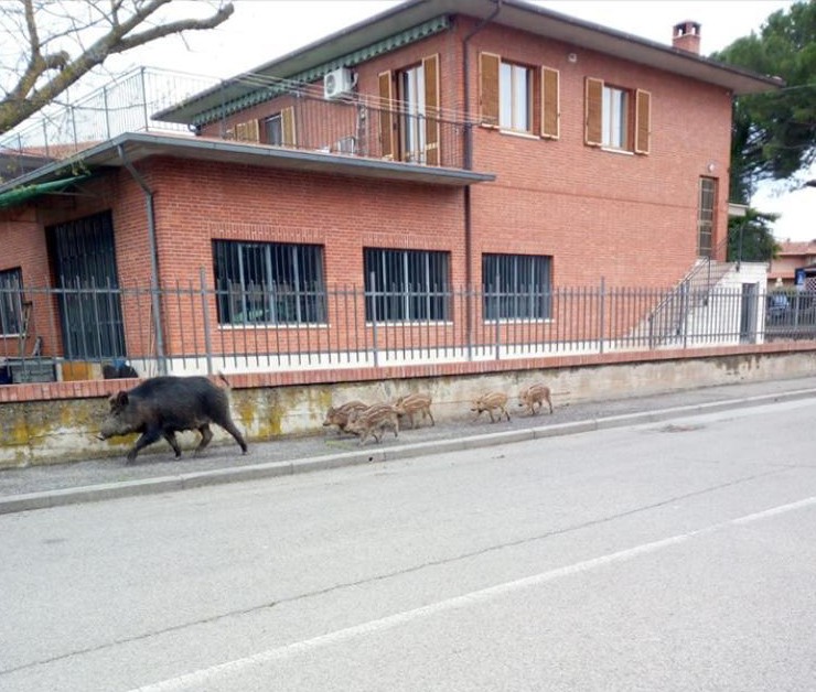 Sentenza Tar Toscana, l'allarme di Upa: "Senza braccata mille cinghiali in pi&ugrave; nel senese"