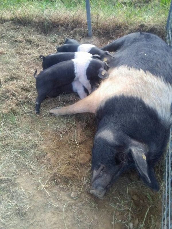 Montepulciano, la 38esima edizione della Fiera dell'Agricoltura è dall'8 al 12 maggio