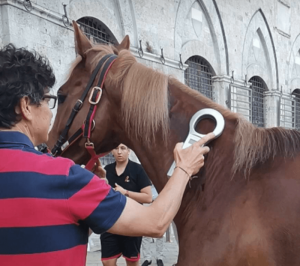 Segnatura, presenti tutti e 35 i cavalli