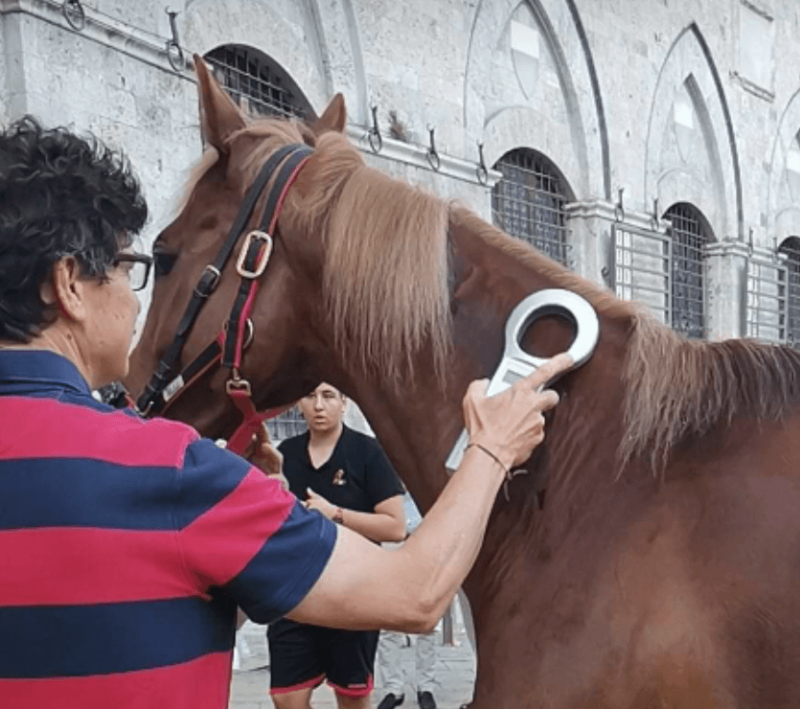 Segnatura, presenti tutti e 35 i cavalli