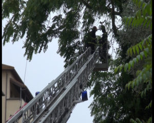 Albero pericolante in Viale Cavour, intervengono subito i Vigili del Fuoco - VIDEO