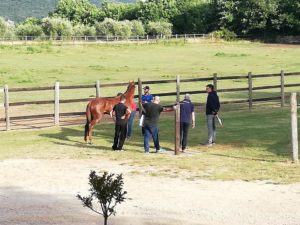 Previsite concluse. Non ci saranno Phatos, Quore e Rexi