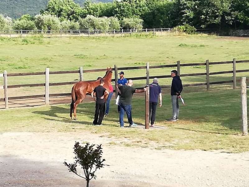 Previsite concluse. Non ci saranno Phatos, Quore e Rexi