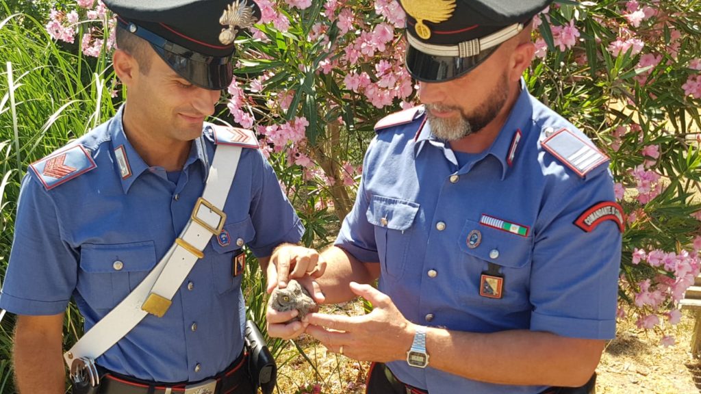 Pulcino di Assiolo salvato dai carabinieri: "Osvaldo" tornerà a volare