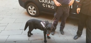 Pluto, cane antiesplosivo va in pensione