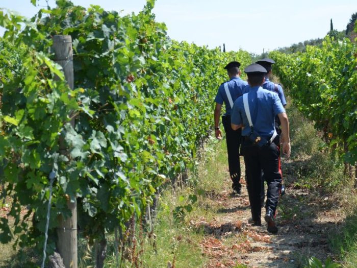 Caporalato, braccianti sfruttati nelle campagne senesi: un arresto