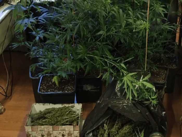Blitz antidroga: arrestato imprenditore di cannabis shop e sequestrata serra di marijuana